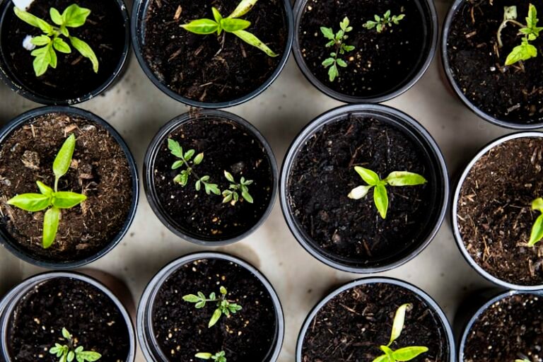 Carré potager : construire, remplir et planter étape par étape