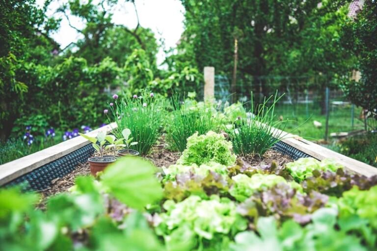 Les meilleures plantes vivaces pour le jardin québécois