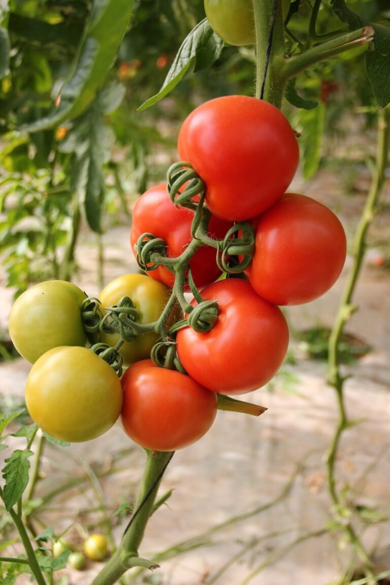 Quand planter les tomates au Québec (et comment réussir sa récolte)