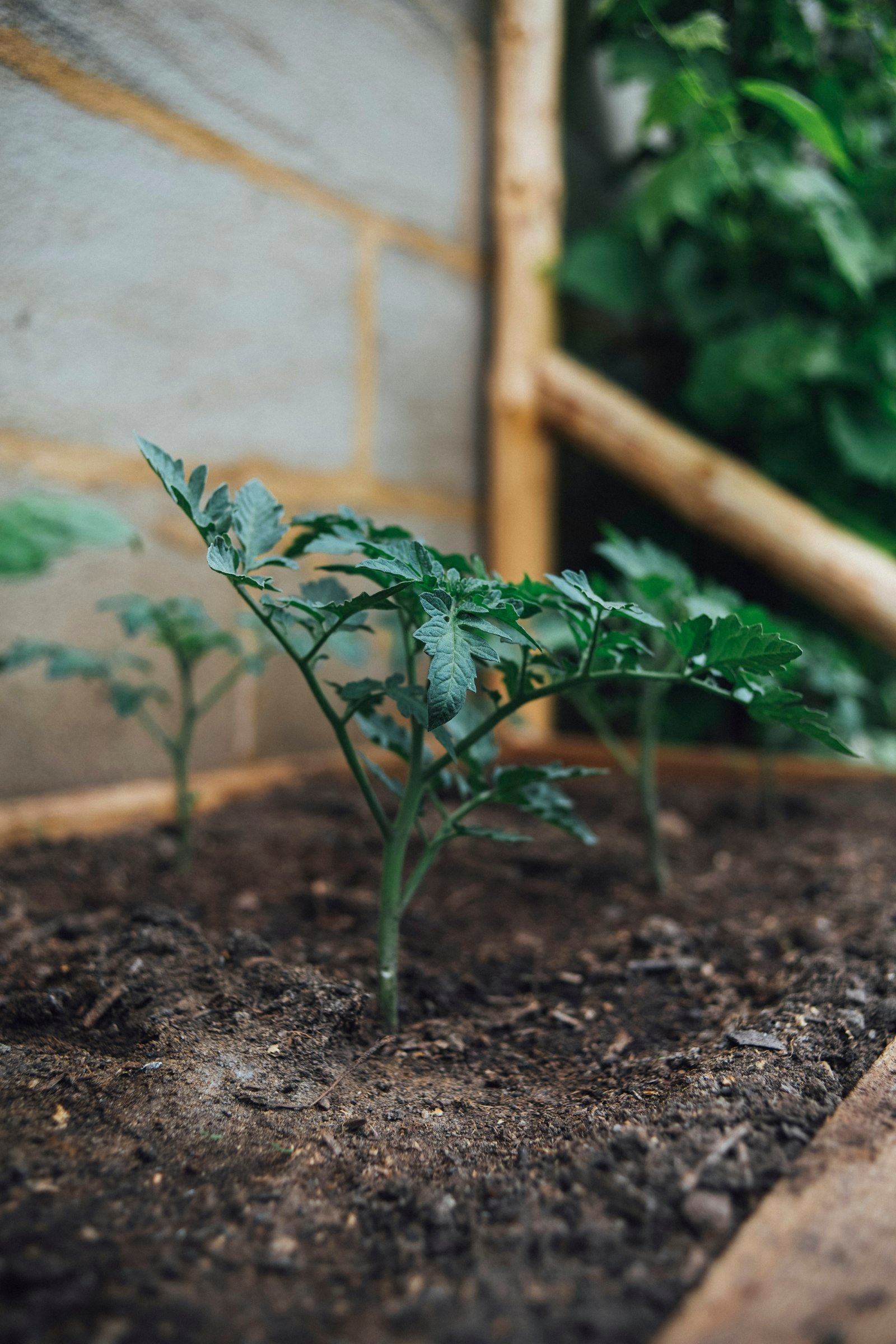 Jeune plant vert poussant dans un sol brun riche
