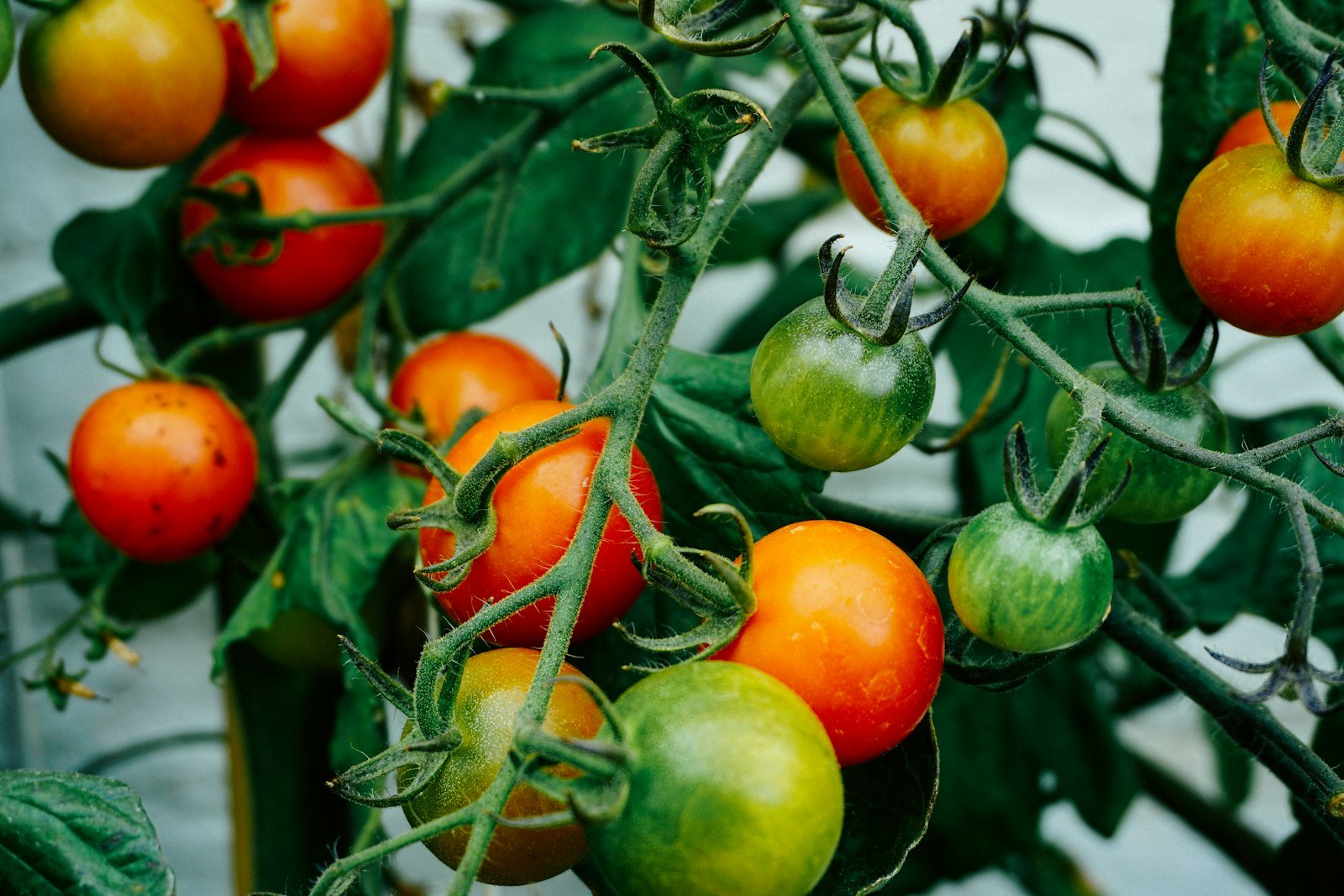 Tomates rouges suspendues sur un plant de tomate