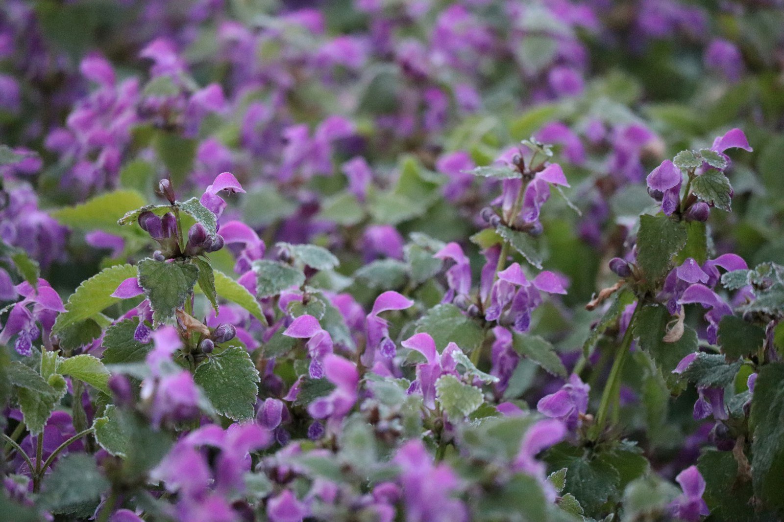 Champ de fleurs violettes vivaces au soleil