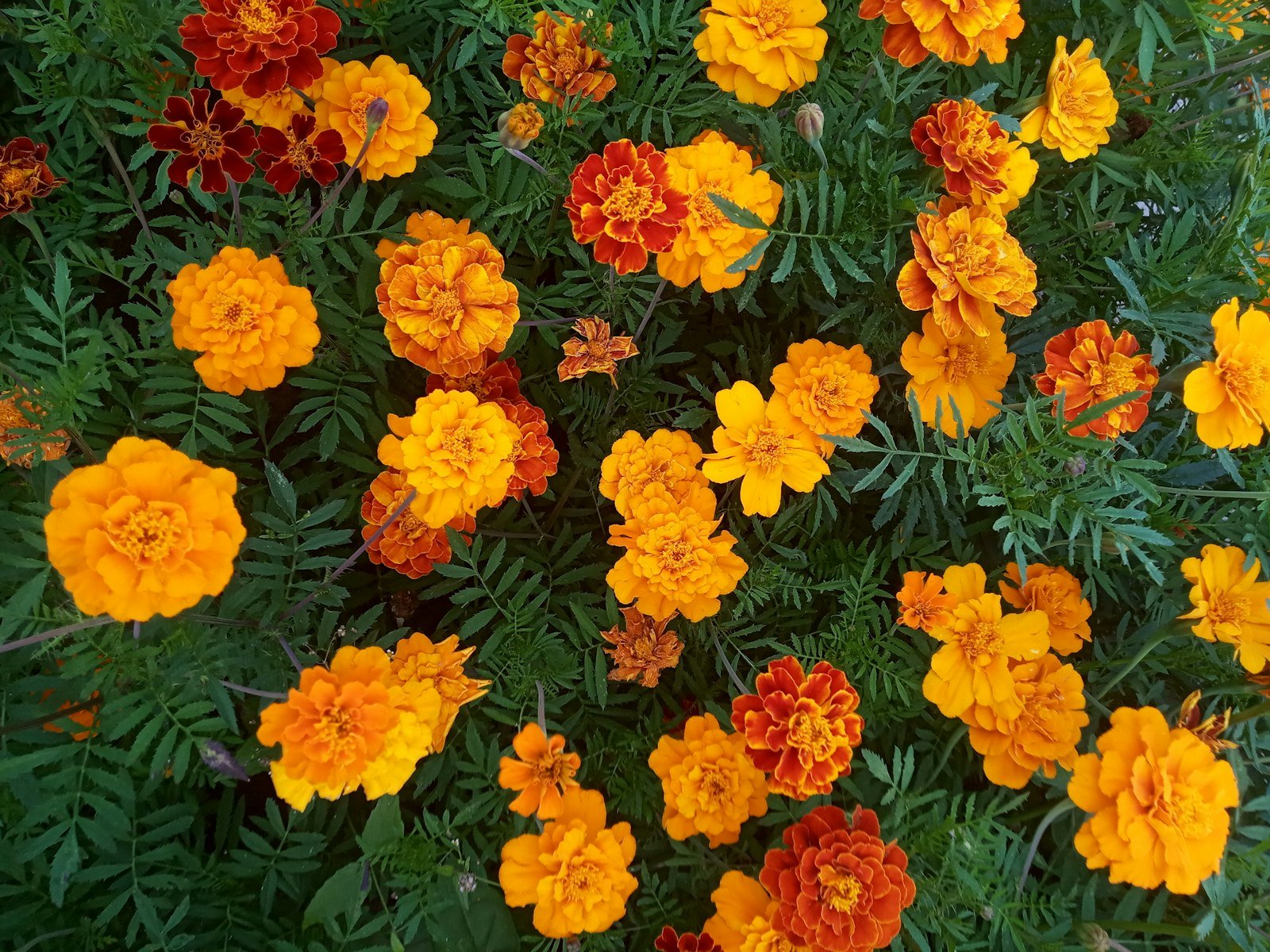 Bouquet de fleurs orange et jaunes dans un champ